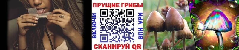 Псилоцибиновые грибы мицелий  Купить где  Юхнов 